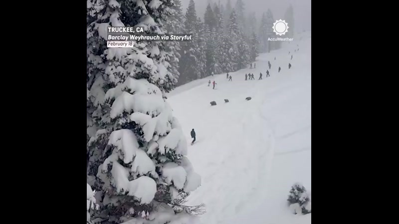 Video- 3 bears crash a ski slope 